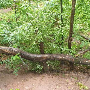 Eurasian Lynx enclosure
