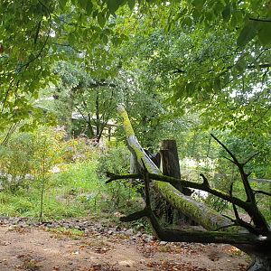 Meerkat/Yellow Mongoose exhibit