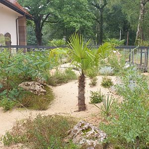 Saharan Striped Weasel exhibit