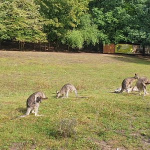 Eastern Gray Kangaroo