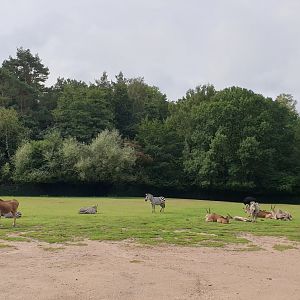 Common Eland/Bohem's Zebra/South African Ostrich