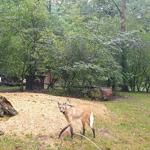 Maned Wolf