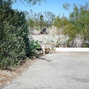 juvenile coyote in parking lot