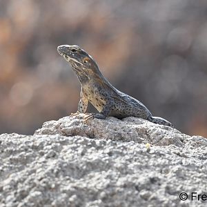 desert iguana (free roaming)