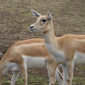 Female Blackbucks