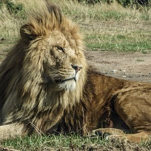 African Lion