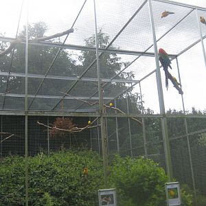 Nordsjællands Fuglepark - Green-winged macaw aviary