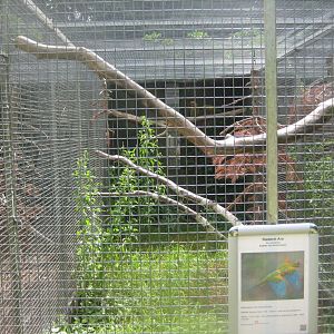 Nordsjællands Fuglepark - Red-fronted macaw aviary