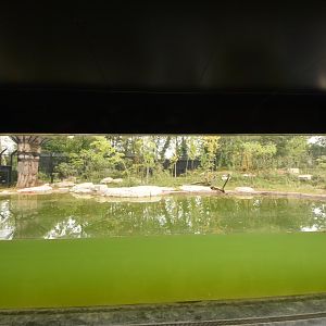 Sumatran Tiger enclosure