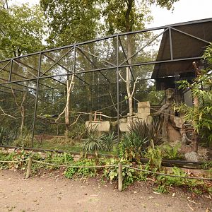 Military Macaw and Patagonian Conure aviary