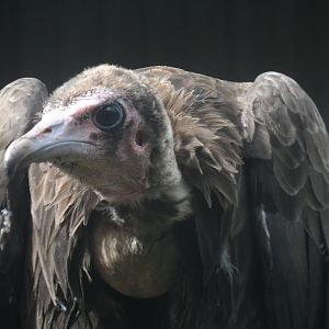 Hooded Vulture - 1/9/20