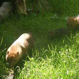 Bush Dogs with pup - 1/9/20