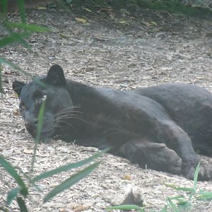 Leopard (Ebony, I believe) - 1/9/20