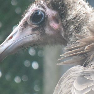 Hooded Vulture - 1/9/20