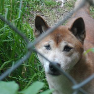 New Guinea Singing Dog - 1/9/20