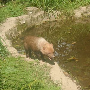 Bush Dog - 1/9/20