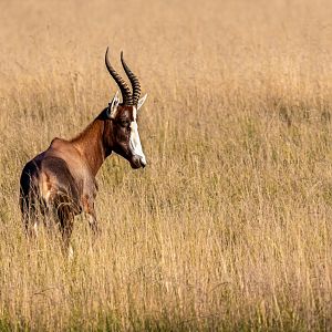 Male Blesbok / Watatunga / 1-9-20