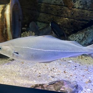 Saithe (Pollachius virens)