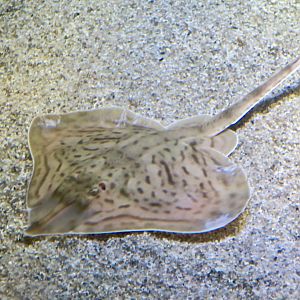 Clearnose Skate (Raja eglanteria)