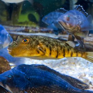 Northern Puffer (Sphoeroides maculatus)