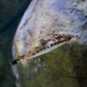 Bandtail Puffer (Sphoeroides spengleri)