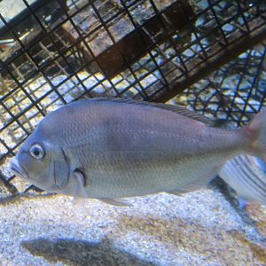 Scup (Stenotomus chrysops)