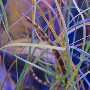 Northern Pipefish (Syngnathus fuscus)