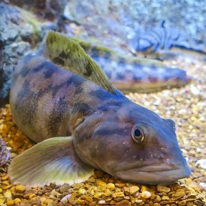 Ocean Pout (Zoarces americanus)