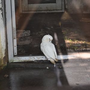 Goffin's corella/Tanimbar cockatoo (Cacatua goffiniana /Cacatua goffini)