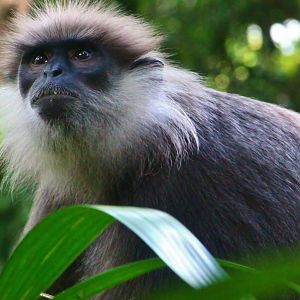 Primate Kingdom - Western Purple-faced Langur (Semnopithecus vetulus nestor)
