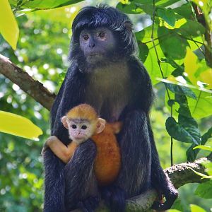 Primate Kingdom - Javan Langur