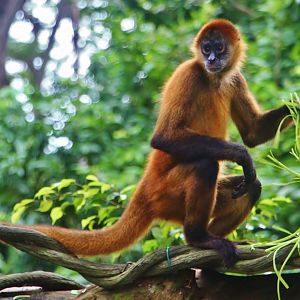 Primate Kingdom - Black-handed Spider Monkey (Ateles geoffroyi)