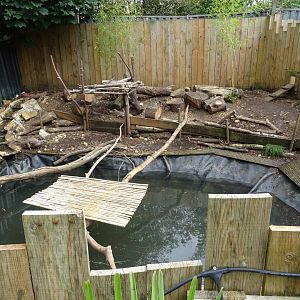 Asian Short-Clawed Otter Exhibit