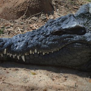 Crocodylus niloticus ssp. ID