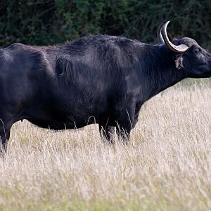 Male European Water Buffalo / Watatunga / 1-9-20