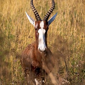 Blesbok / Watatunga / 1-9-20