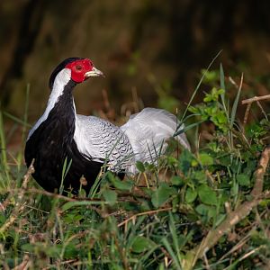 Silver Pheasant / Watatunga / 1-9-20