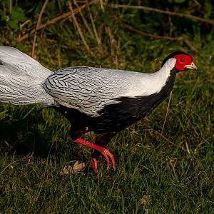 Silver Pheasant / Watatunga / 1-9-20