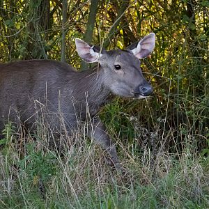 Malayan Sambar / Watatunga / 1-9-20