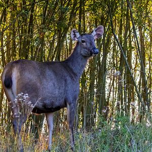 Malayan Sambar  / Watatunga / 1-9-20