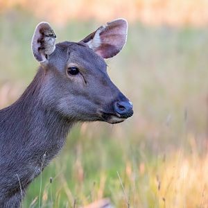 Malayan Sambar  / Watatunga / 1-9-20