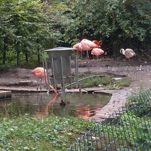 Caribean Flamingo Enclosure