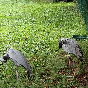 Demoiselle cranes