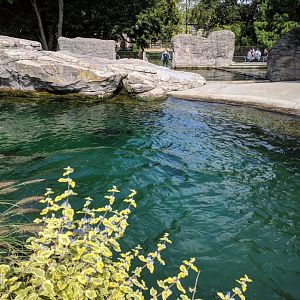 Californian Sea Lion Enclosure