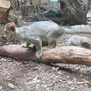 Baby  Fossa