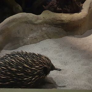 Short-beaked Echidna