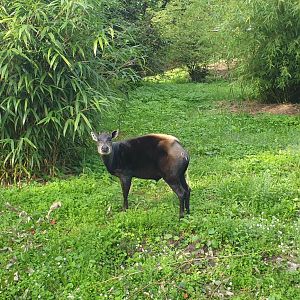 Yellow-backed Duiker