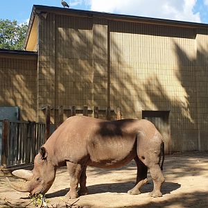 South-central black rhinoceros