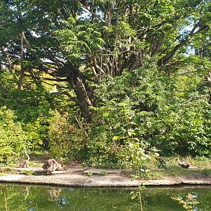 Colombian brown spider monkey island