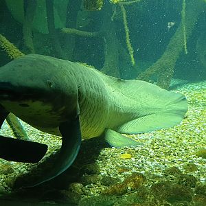 Australian Lungfish